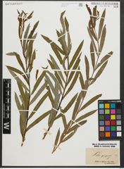 Foto von Salix purpurea L.